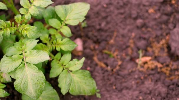 Topputsikt, närbild av ung potatis buske. Rader av unga gröna groddar av potatis växer på gårdsplan, potatis plantage. Jordbruk. Jordbruk. organiska, selektiva grönsaker — Stockvideo