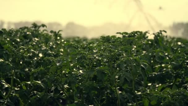Närbild, speciella bevattningssystem strössel vatten över gröna potatis buskar. Regnvatten droppar, spraya flyga över grönt lövverk. odling och vattning av potatis på gårdsområden — Stockvideo