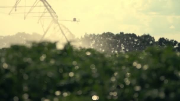 Gros plan, système d'irrigation spécial saupoudrer l'eau sur les pommes de terre vertes. gouttes d'eau de pluie, pulvériser voler sur le feuillage vert. cultiver et arroser des pommes de terre dans les champs agricoles — Video