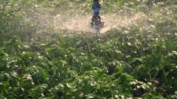 Närbild, speciella bevattningssystem strössel vatten över gröna potatis buskar. Regnvatten droppar, spraya flyga över grönt lövverk. odling och vattning av potatis på gårdsområden — Stockvideo