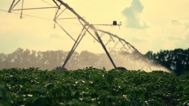 Al atardecer en los rayos del sol. sistema de riego espolvorea agua sobre los arbustos de papa verde. Gotas de agua de lluvia, pulverizar volar sobre el follaje verde. cultivo de patata en los campos de cultivo — Vídeo de stock