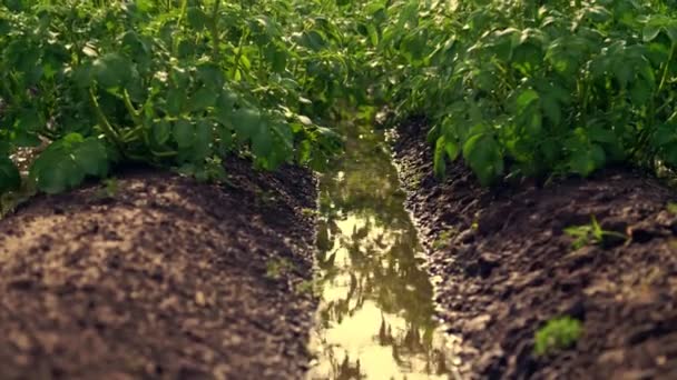 Těsné, zelené bramborové keře po zavlažování pomocí speciálního zavlažovací soustavy. bramborové keře se vysazují v řadách na farmě. mezi řádky jsou velké bazény — Stock video