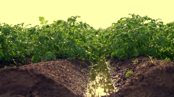 Närbild, grön potatis buskar efter bevattning av en speciell vattning Pivot sprinklersystem. potatis buskar planteras i rader på gårds fältet. Det finns stora pooler mellan raderna — Stockvideo