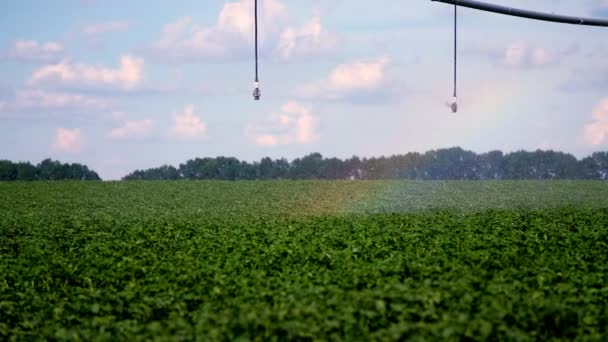 In den Sonnenstrahlen. Bewässerungssystem streut Wasser über grüne Kartoffelbüsche. Niederschlagswasser tropft, Sprühnebel fliegen über das grüne Laub. Bio-Kartoffelanbau auf Bauernhöfen. Tränksystem — Stockvideo