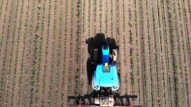 Aero, widok z góry. duży ciągnik jeździ przez pole z młodą kukurydzą. proces przetwarzania międzyrzędowych upraw kukurydzy. Na zachodzie słońca. Wiosna. — Wideo stockowe