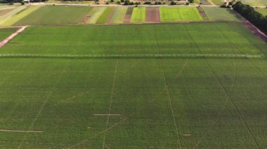 aero, üst görünümü, patates alanında büyümek, özel bir sulama pivot sprinkler sistemi ile sulanan. çiftlik alanında sıra sıra halinde ekilen patateslerin yeşil çalılarını sular. yaz günü