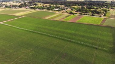 aero, üst görünümü, patates alanında büyümek, özel bir sulama pivot sprinkler sistemi ile sulanan. çiftlik alanında sıra sıra halinde ekilen patateslerin yeşil çalılarını sular. yaz günü