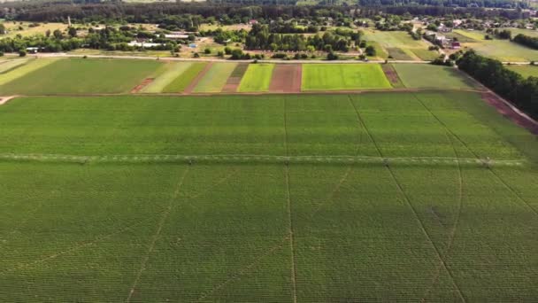 Aero, üst görünümü, patates alanında büyümek, özel bir sulama pivot sprinkler sistemi ile sulanan. çiftlik alanında sıra sıra halinde ekilen patateslerin yeşil çalılarını sular. yaz günü — Stok video