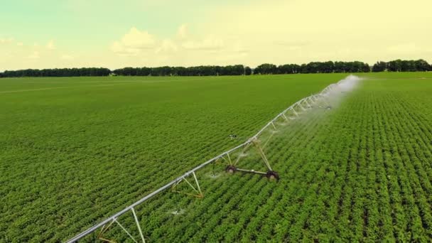 Aero, κορυφή θέα, οι πατάτες μεγαλώνουν στο χωράφι, αρδευόμενη από ένα ειδικό σύστημα ποτίσματος περιστροφής. ποτίζει τους πράσινους θάμνους με τις πατάτες που φυτεύονται σε σειρές σε αγροκτήματος. θερινή ημέρα — Αρχείο Βίντεο