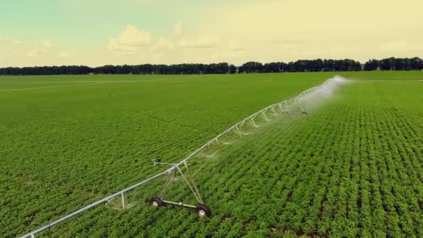 Aero, üst görünümü, patates alanında büyümek, özel bir sulama pivot sprinkler sistemi ile sulanan. çiftlik alanında sıra sıra halinde ekilen patateslerin yeşil çalılarını sular. yaz günü — Stok video