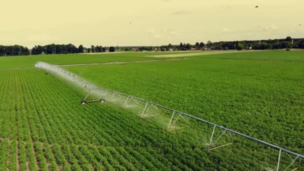 Aero, vista superior, las papas crecen en el campo, irrigado por un sistema especial de riego por rociadores pivote. riega arbustos verdes de patatas plantadas en hileras en el campo de cultivo. día de verano — Vídeos de Stock