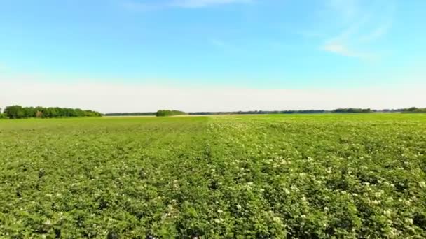 Uprawy ziemniaków na plantacjach. Rzędy zieleni, kwitnące krzewy ziemniaczane rosną na polu gospodarstwa. białe, blady różowe kwiaty kwitną na krzewy ziemniaczanej. odmian ziemniaków hodowlanych. Letnich — Wideo stockowe