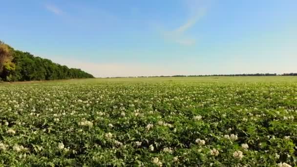 Картопля, що росте на плантаціях. Ряди зелених, квітучих кущів картоплі ростуть на сільськогосподарському полі. білі, блідо-рожеві квіти цвітуть на картопляних кущах. розведення сортів картоплі. літо — стокове відео