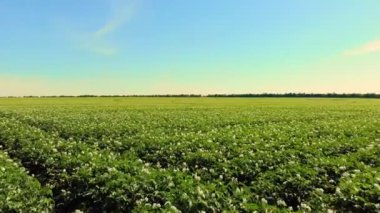 Aero. çiçekli patates. beyaz, soluk pembe çiçekler bir çiftlik alanında patates çalılar üzerinde çiçek. patates yetiştiriciliği. patates çeşitleri nin ıslahı. yaz sıcak güneşli gün.
