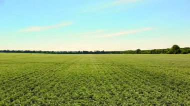 Aero. çiçekli patates. beyaz, soluk pembe çiçekler bir çiftlik alanında patates çalılar üzerinde çiçek. patates yetiştiriciliği. patates çeşitleri nin ıslahı. yaz sıcak güneşli gün.
