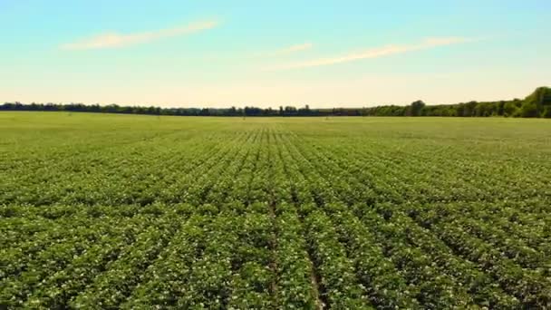 Aero. papas con flores. flores blancas, de color rosa pálido florecen en los arbustos de patata en un campo de cultivo. cultivo de patatas. variedades de patata reproductora. verano día soleado caliente . — Vídeos de Stock