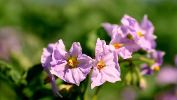 Primo piano, patate in fiore. i fiori rosa pallido fioriscono su cespugli di patate su un campo di fattoria. coltivazione di patate. varietà di patate da riproduzione. estate calda giornata di sole . — Video Stock