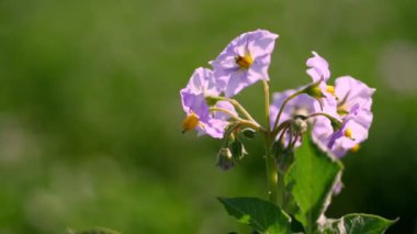yakın çekim, çiçekli patates. soluk pembe çiçekler bir çiftlik alanında patates çalılar üzerinde çiçek. patates yetiştiriciliği. patates çeşitleri nin ıslahı. yaz sıcak güneşli gün.