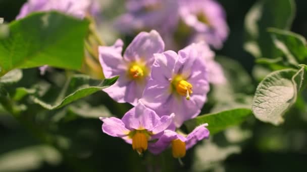 Primo piano, patate in fiore. i fiori rosa pallido fioriscono su cespugli di patate su un campo di fattoria. coltivazione di patate. varietà di patate da riproduzione. estate calda giornata di sole . — Video Stock