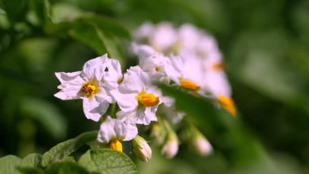 Nahaufnahme, blühende Kartoffeln. Blassrosa Blüten blühen an Kartoffelsträuchern auf einem Acker. Kartoffelanbau. Kartoffelsorten züchten. Sommer heißer, sonniger Tag. — Stockvideo