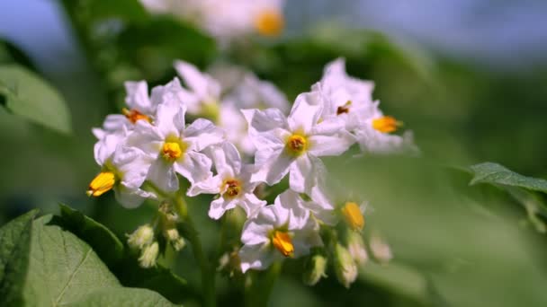 クローズアップ、開花ジャガイモ。農場のジャガイモの茂みに淡いピンクの花が咲きます。ジャガイモの成長。ジャガイモの品種を繁殖。夏の暑い晴れた日. — ストック動画