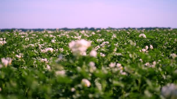 Картофель растет на плантациях. Ряды зеленых цветущих картофельных кустарников растут на фермерском поле. белые, бледно-розовые цветы цветут на картофельных кустах. выращивание сортов картофеля. лето — стоковое видео