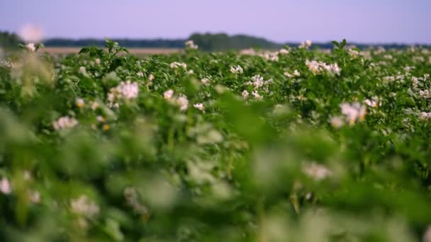 Tarlalarda yetişen patates. Yeşil sıralar, çiçekli patates çalıları çiftlik alanında yetişir. beyaz, soluk pembe çiçekler patates çalılar üzerinde çiçek. patates çeşitleri nin ıslahı. Yaz — Stok video
