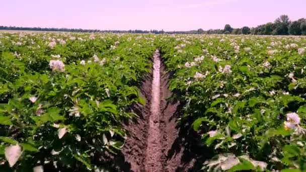 Batata a crescer em plantações. Fileiras de arbustos de batata verdes e floridos crescem no campo da fazenda. flores brancas, rosa pálidas florescem em arbustos de batata. reprodução de variedades de batata. Verão — Vídeo de Stock