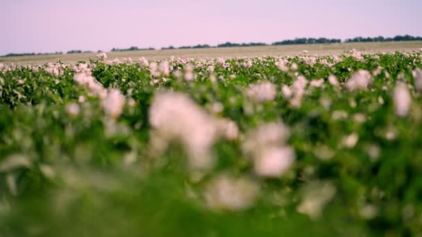 Zbliżenie, nieostre skupienie, kwitnące ziemniaki. jasnoróżowe kwiaty kwitną na krzewy ziemniaczanej na polu gospodarstwa. uprawy ziemniaków. odmian ziemniaków hodowlanych. lato gorący słoneczny dzień. — Wideo stockowe