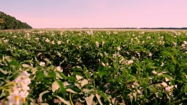 Cultivo de patatas. Filas de verdes y florecientes arbustos de papa crecen en el campo agrícola. flores blancas, de color rosa pálido florecen en los arbustos de papa. variedades de patata reproductora. verano, al atardecer — Vídeo de stock