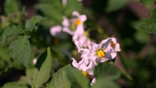 クローズアップ、開花ジャガイモ。農場のジャガイモの茂みに淡いピンクの花が咲きます。ジャガイモの成長。ジャガイモの品種を繁殖。夏の暑い晴れた日. — ストック動画