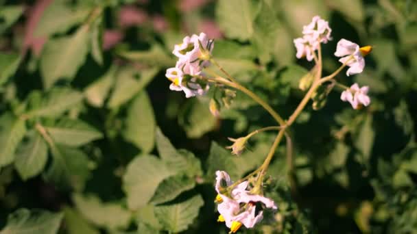 Yakın çekim, çiçekli patates. soluk pembe çiçekler bir çiftlik alanında patates çalılar üzerinde çiçek. patates yetiştiriciliği. patates çeşitleri nin ıslahı. yaz sıcak güneşli gün. — Stok video