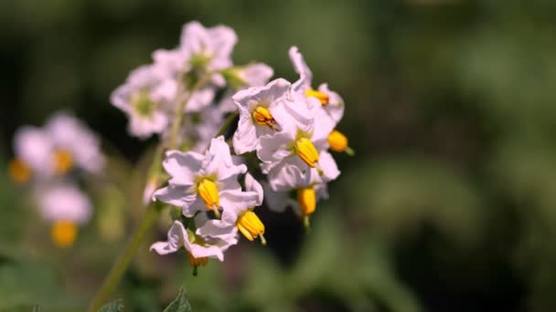 Primer plano, patatas con flores. flores de color rosa pálido florecen en los arbustos de patata en un campo agrícola. cultivo de patatas. variedades de patata reproductora. verano día soleado caliente . — Vídeos de Stock