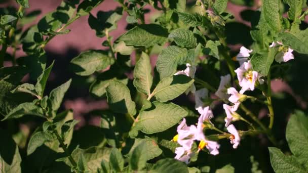 Close-up, batatas floridas. flores rosa pálidas florescem em arbustos de batata em um campo de fazenda. Batata a crescer. reprodução de variedades de batata. verão quente dia ensolarado . — Vídeo de Stock