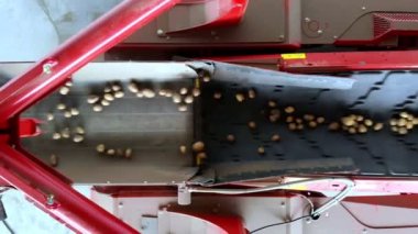 Patates hasadı. üst görünüm. patates yumrular özel bir makine bandı üzerinde hareket , kir ve topraktan otomatik patates temizleme , enkaz elenmiş. patates yetiştiriciliği, tarım.