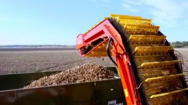 erken sonbaharda. bir tarım alanında patates hasat. özel bir makine, traktör patates kazılar ve bir kamyonun arkasına döker