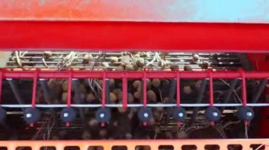 yakın çekim, patates yumrular özel makine bandı üzerinde hareket, özel bir traktör patates kazılar ve bir kamyonun arkasına döker. bir tarım alanında patates hasat. Sonbahar.