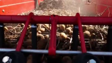 yakın çekim, patates yumrular özel makine bandı üzerinde hareket, özel bir traktör patates kazılar ve bir kamyonun arkasına döker. bir tarım alanında patates hasat. Sonbahar.