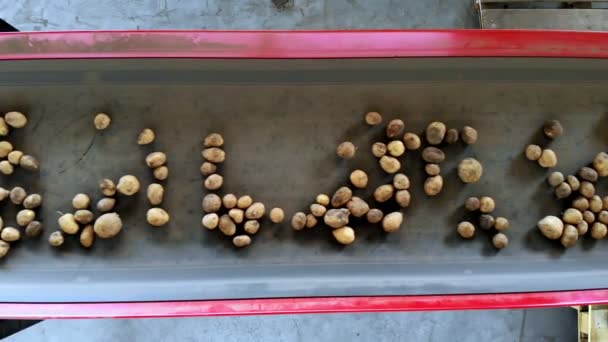 Harvesting potatoes. top view. potato tubers move on a special machine tape , automated potato cleaning from dirt and soil , sifted from debris. potato growing, agriculture. — Stock Video