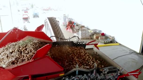 Oogsten van aardappelen. bovenaanzicht. aardappelknollen bewegen op een speciale machine, van puin. aardappelteelt, landbouw — Stockvideo