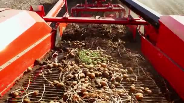 Vroege herfst. oogsten van aardappelen op landbouwgebied. een speciale machine, tractor graast aardappelen op en giet het in de rug van een vrachtwagen — Stockvideo