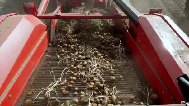 Principios de otoño. la cosecha de patatas en un campo agrícola. Un tractor especial desentierra papas y las vierte en la parte trasera de un camión. tubérculos de patata se mueven en una cinta especial de la máquina  , — Vídeo de stock