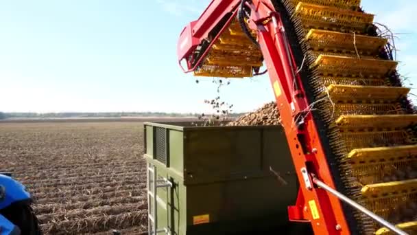 Ранней осенью. уборка картофеля на сельскохозяйственном поле. специальный трактор выкапывает картошку и наливает её в багажник грузовика. картофельные клубни движутся на специальной ленте  , — стоковое видео