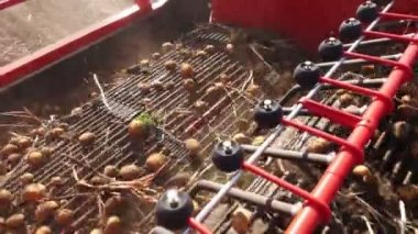 yakın çekim, patates yumrular özel makine bandı üzerinde hareket, özel bir traktör patates kazılar ve bir kamyonun arkasına döker. bir tarım alanında patates hasat. Sonbahar.