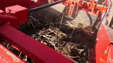 yakın çekim, patates yumrular özel makine bandı üzerinde hareket, özel bir traktör patates kazılar ve bir kamyonun arkasına döker. bir tarım alanında patates hasat. Sonbahar.