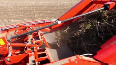 yakın çekim, patates yumrular özel makine bandı üzerinde hareket, özel bir traktör patates kazılar ve bir kamyonun arkasına döker. bir tarım alanında patates hasat. Sonbahar.