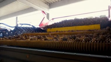 Patates hasadı. Close. patates yumrular özel bir makine bandı üzerinde hareket , kir ve topraktan otomatik patates temizleme , enkaz elenmiş. patates yetiştiriciliği, tarım.