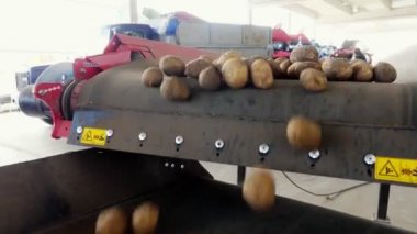 yakın çekim, Patates özel konveyör makine bant hareket ve bir depolama odasına sığacak, kış depolama için bir depo. patates hasadı, mahsul