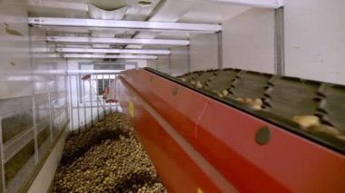 yakın çekim, Patates özel konveyör makine bant hareket ve bir depolama odasına sığacak, kış depolama için bir depo. patates hasadı, mahsul