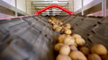 yakın çekim, Patates özel konveyör makine bant hareket ve bir depolama odasına sığacak, kış depolama için bir depo. patates hasadı, mahsul